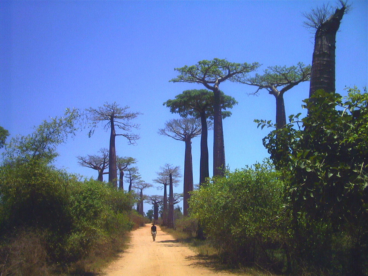 Picture Madagascar Morondava 1999-10 3 - City View Morondava