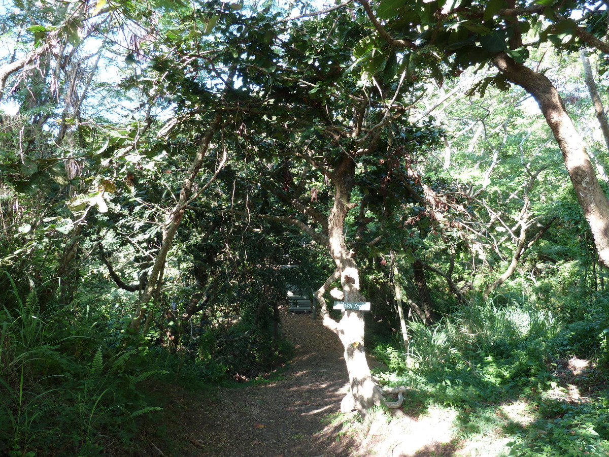 Picture Fiji Sigatoka sand dunes national park 2010-05 17 - Shopping Sigatoka sand dunes national park