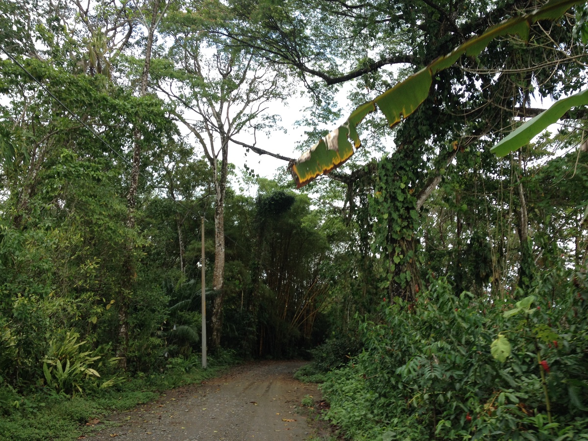 Picture Costa Rica Cahuita 2015-03 87 - Resorts Cahuita