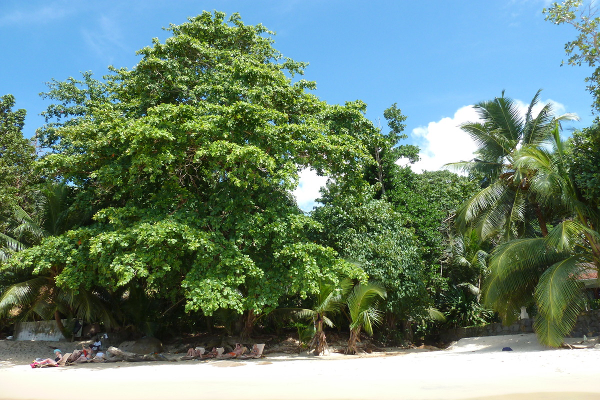 Picture Seychelles Mahe 2011-10 70 - Savings Mahe