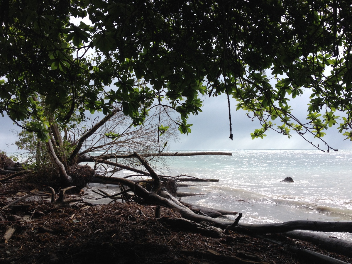 Picture Costa Rica Cahuita 2015-03 83 - Spring Cahuita