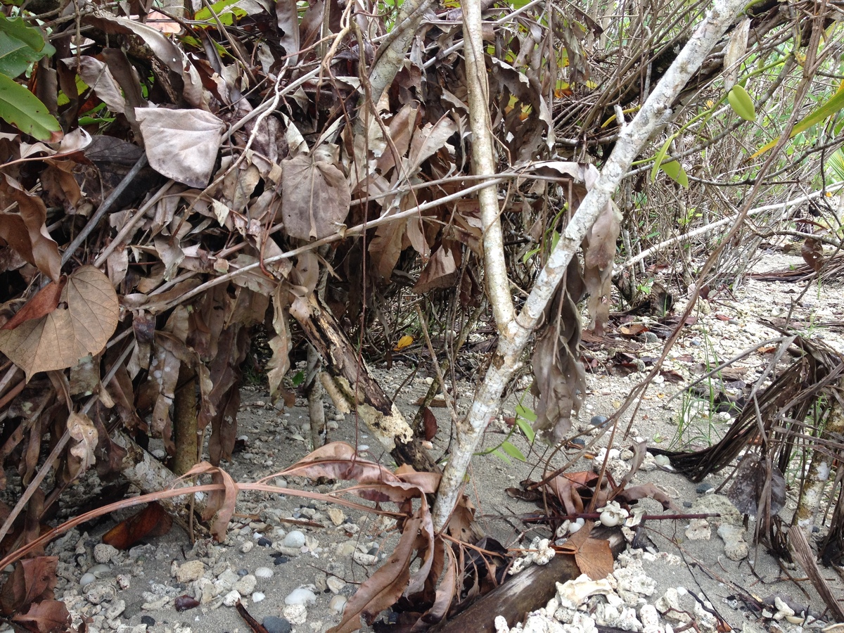 Picture Costa Rica Cahuita 2015-03 65 - Rain Season Cahuita