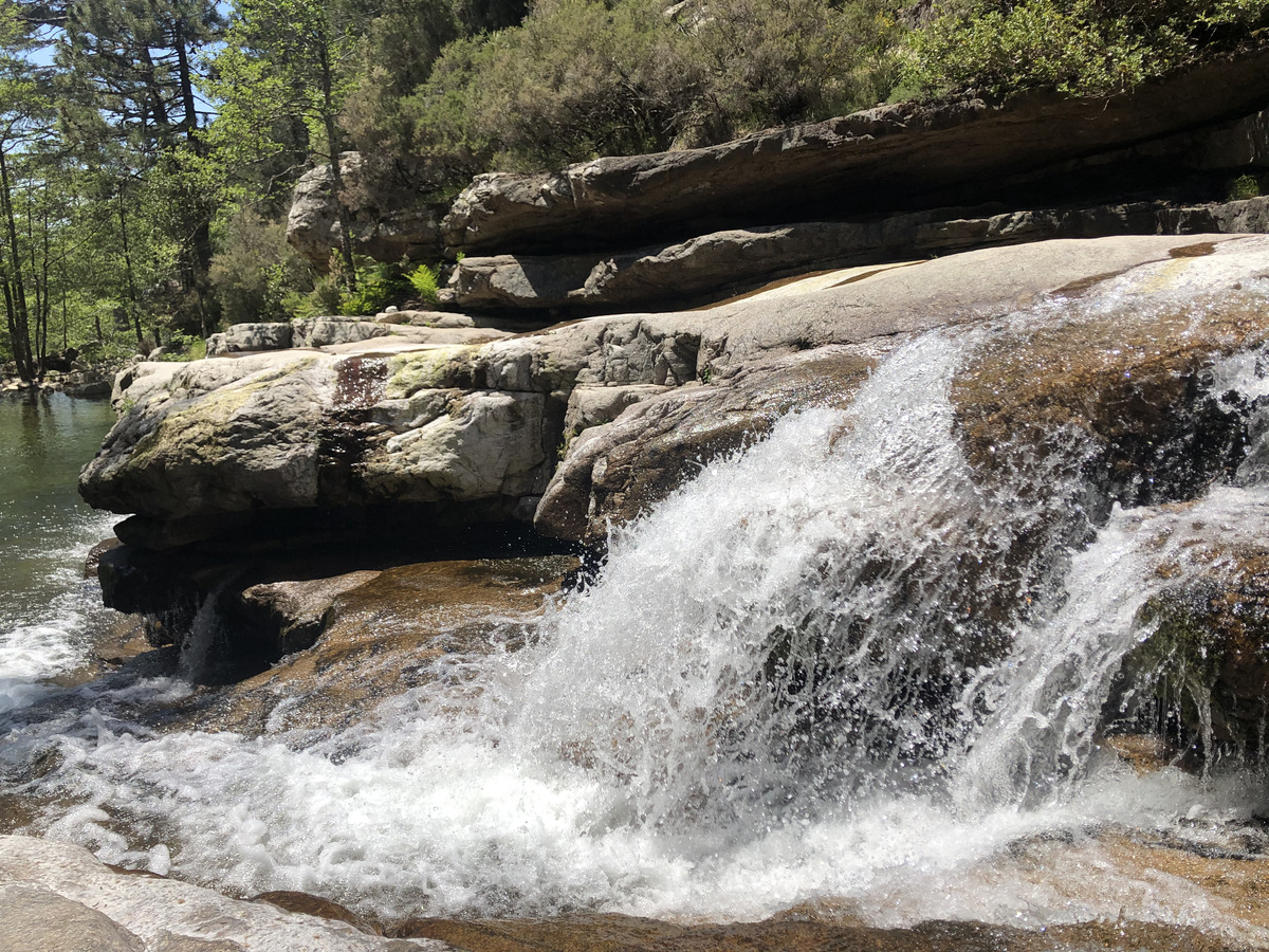 Picture France Corsica Aitone Forest 2021-06 41 - Spring Aitone Forest