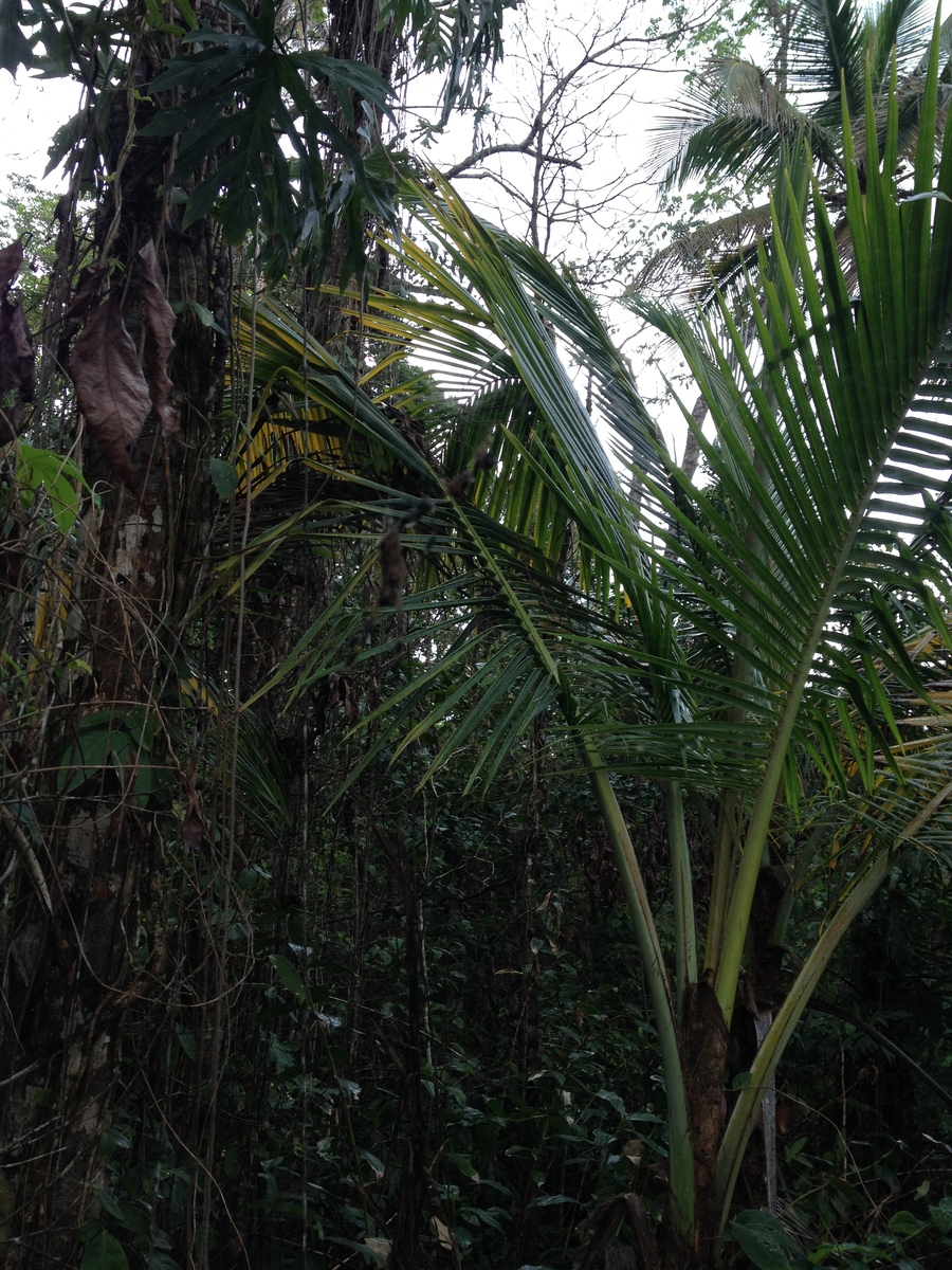 Picture Costa Rica Cahuita 2015-03 221 - Cheap Room Cahuita