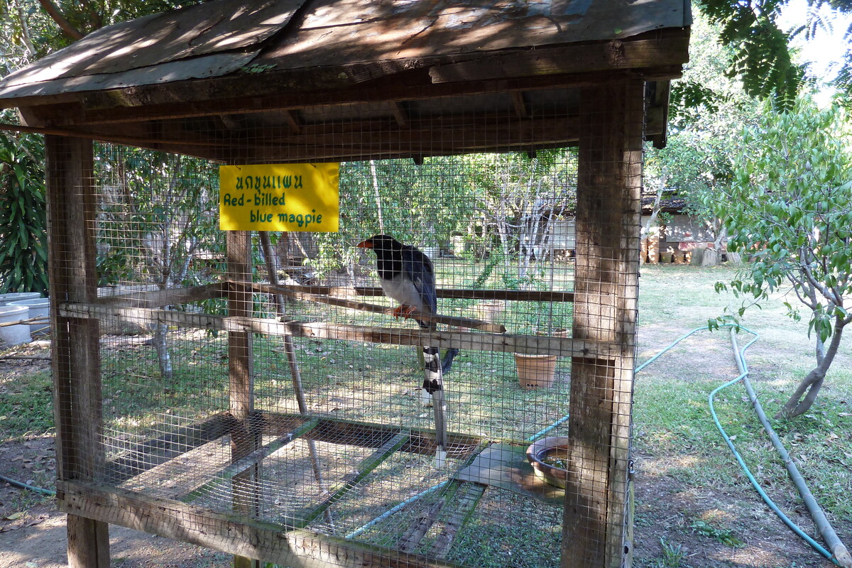 Picture Thailand Chiang Mai Mae Sa Snake Farm 2010-12 27 - Room Mae Sa Snake Farm