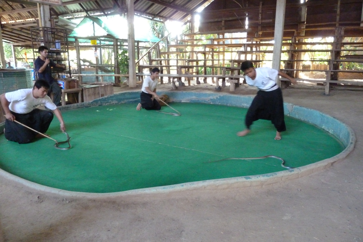 Picture Thailand Chiang Mai Mae Sa Snake Farm 2010-12 76 - SPA Mae Sa Snake Farm