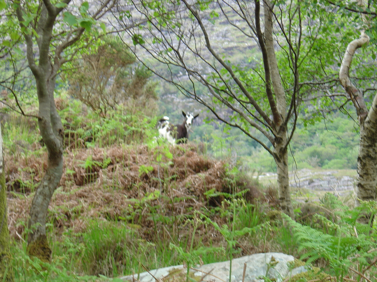 Picture Ireland Kerry Killarney National Park 2004-05 12 - Lands Killarney National Park