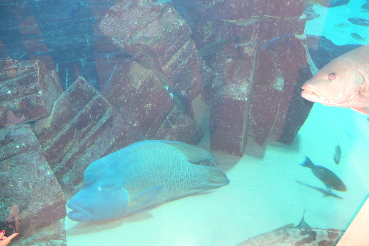 Picture United Arab Emirates Dubai Atlantis Hotel 2014-02 120 - Monuments Atlantis Hotel