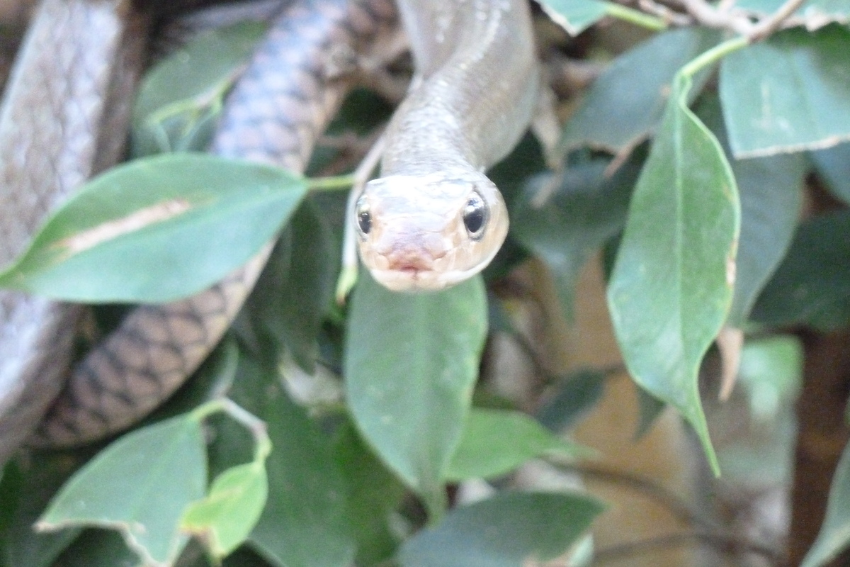 Picture Thailand Chiang Mai Mae Sa Snake Farm 2010-12 66 - Hotels Mae Sa Snake Farm