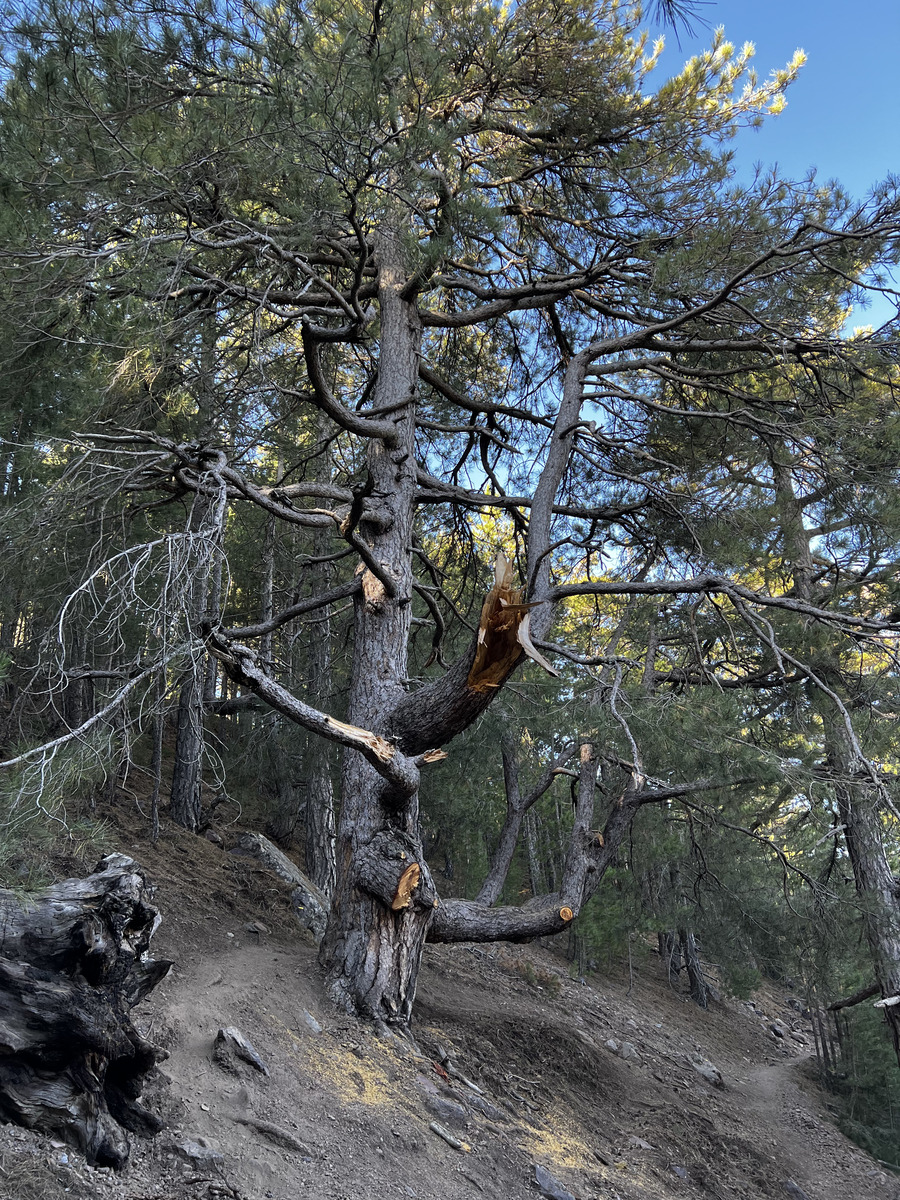 Picture France Corsica Monte Cinto 2023-10 79 - Spring Monte Cinto