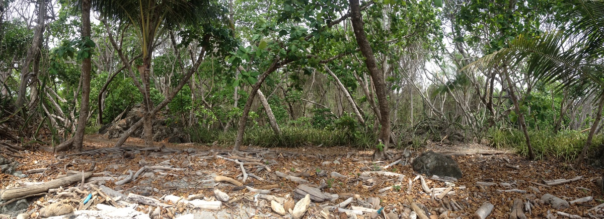 Picture Costa Rica Montezuma 2015-03 473 - Rain Season Montezuma