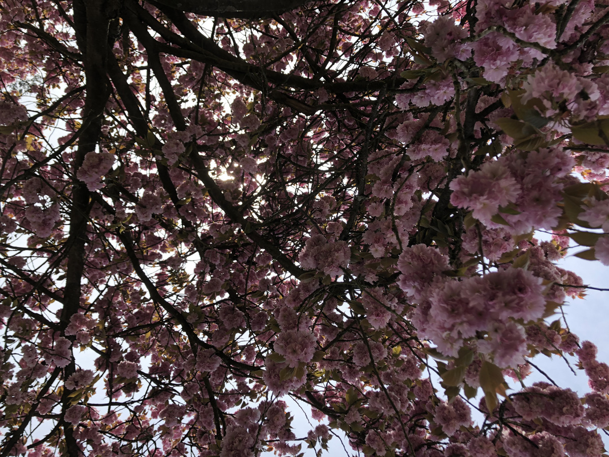 Picture France Parc de Sceaux 2019-04 21 - City Sight Parc de Sceaux