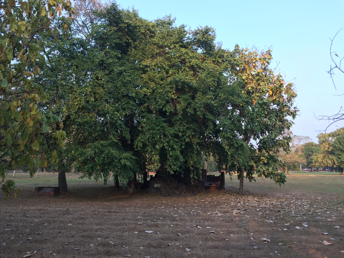 Picture Thailand Si satchanalai historical park 2014-12 78 - Sauna Si satchanalai historical park