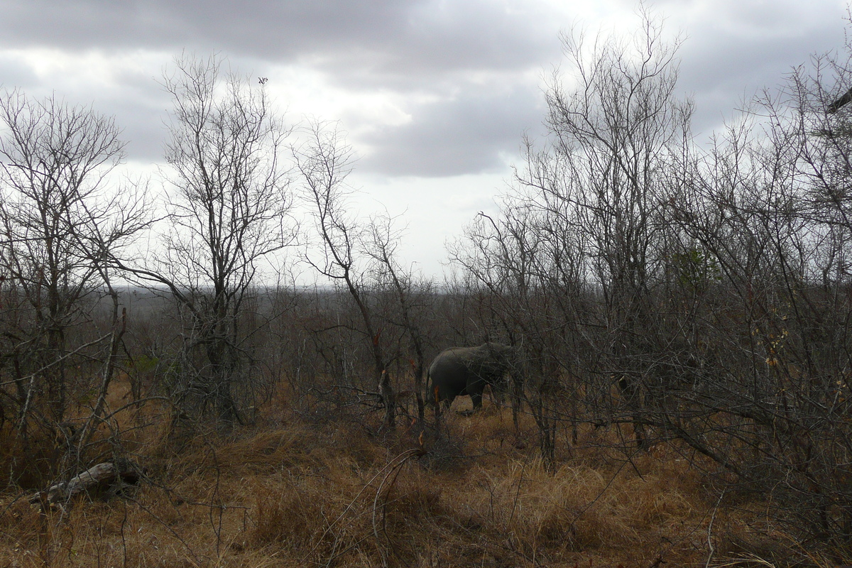 Picture South Africa Kruger National Park 2008-09 115 - Rain Season Kruger National Park