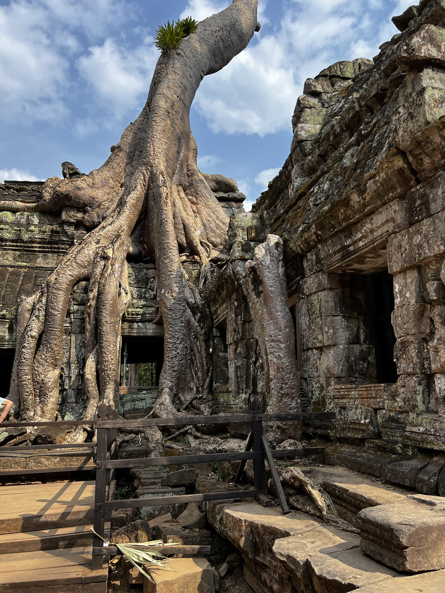 Picture Cambodia Siem Reap Ta Prohm 2023-01 73 - Accomodation Ta Prohm