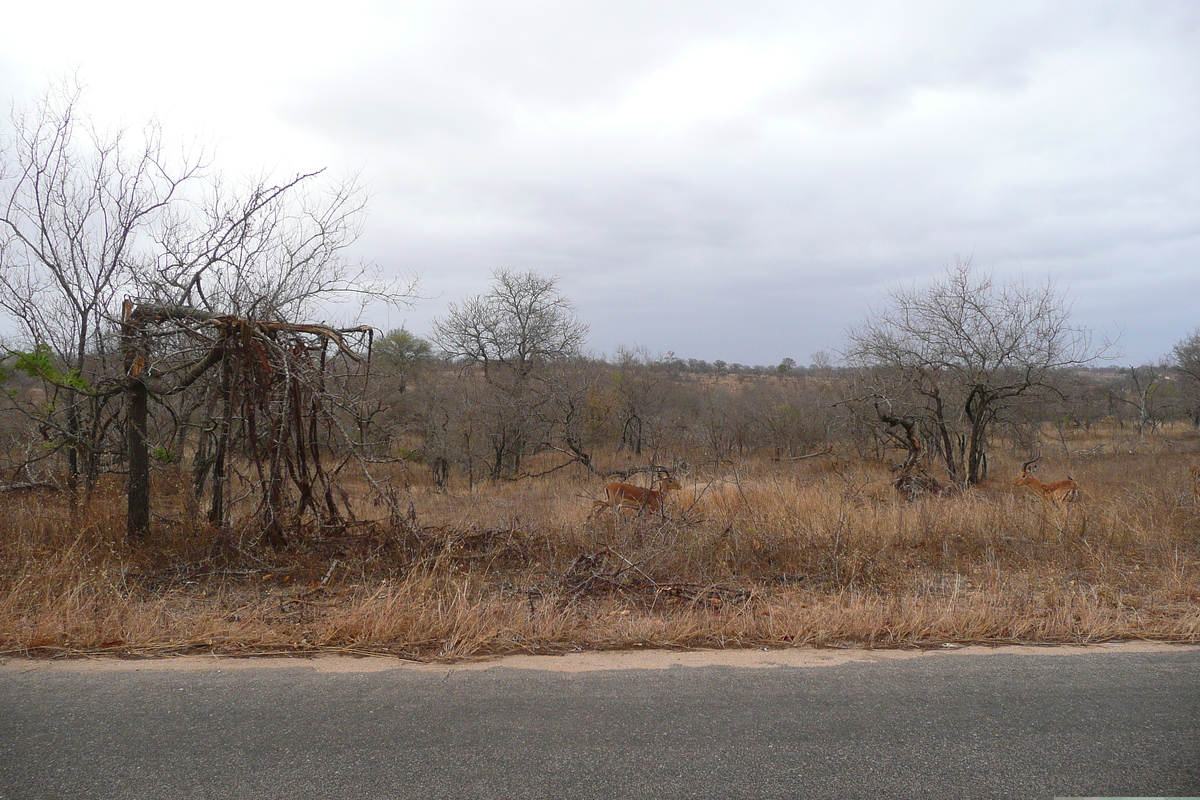 Picture South Africa Kruger National Park 2008-09 53 - Resorts Kruger National Park