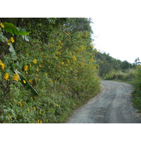 Picture New Caledonia Thio to Canala road 2010-05 65 - Winter Thio to Canala road