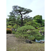 Picture Japan Kyoto Nijo Castle Ninomaru Garden 2010-06 22 - Land Ninomaru Garden