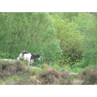 Picture Ireland Kerry Killarney National Park 2004-05 26 - Waterfall Killarney National Park