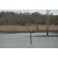 Picture South Africa Kruger National Park Mpondo 2008-09 31 - Rain Season Mpondo