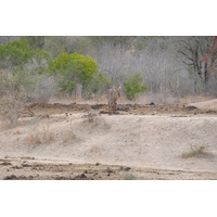 Picture South Africa Kruger National Park Mpondo 2008-09 26 - Resort Mpondo