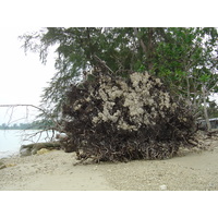 Picture Thailand Khao Lak Bang Sak Beach 2005-12 1 - Night Bang Sak Beach