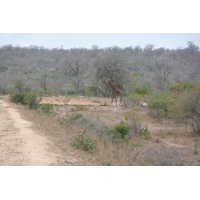 Picture South Africa Kruger National Park Mpondo 2008-09 7 - Cheap Room Mpondo