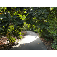 Picture Singapore Singapore Botanic Gardens 2023-01 62 - Hotel Pool Singapore Botanic Gardens