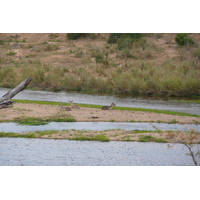 Picture South Africa Kruger National Park Crocodile River 2008-09 50 - Night Crocodile River