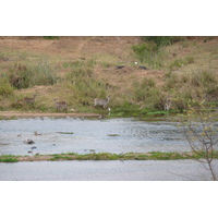 Picture South Africa Kruger National Park Crocodile River 2008-09 47 - Transport Crocodile River