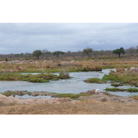 Picture South Africa Kruger National Park Crocodile River 2008-09 30 - Street Crocodile River