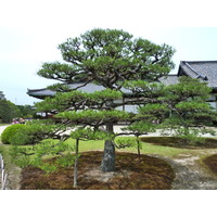 Picture Japan Kyoto Nijo Castle 2010-06 89 - City Nijo Castle