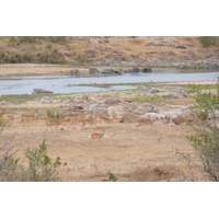 Picture South Africa Kruger National Park Crocodile River 2008-09 39 - Land Crocodile River