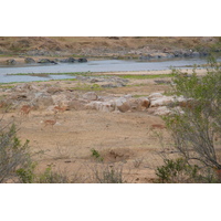 Picture South Africa Kruger National Park Crocodile River 2008-09 36 - SPA Crocodile River