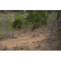 Picture South Africa Kruger National Park Crocodile River 2008-09 17 - Hotels Crocodile River