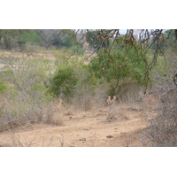 Picture South Africa Kruger National Park Crocodile River 2008-09 25 - SPA Crocodile River