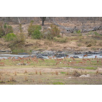 Picture South Africa Kruger National Park Crocodile River 2008-09 13 - Resorts Crocodile River