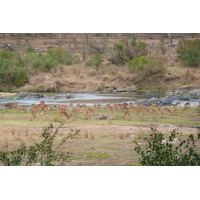 Picture South Africa Kruger National Park Crocodile River 2008-09 68 - Saving Crocodile River