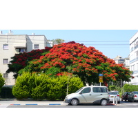 Picture Israel Tel Aviv Jabotinsky Street 2007-06 6 - City Jabotinsky Street