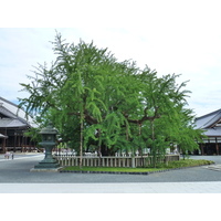 Picture Japan Kyoto Nishi Honganji Temple 2010-06 24 - Summer Nishi Honganji Temple