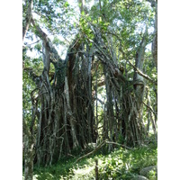 Picture Fiji Tavuni Hill Fort 2010-05 12 - SPA Tavuni Hill Fort