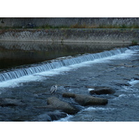 Picture Japan Kyoto Kamo River 2010-06 41 - City Sight Kamo River