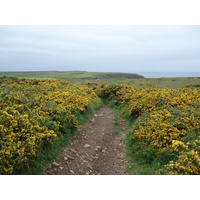 Picture United Kingdom Pembrokeshire Martins Havens 2006-05 14 - Rain Season Martins Havens