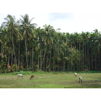 Picture Myanmar Maungmagan North 2005-01 62 - Rentals Maungmagan North