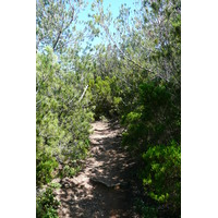 Picture France Porquerolles Island Pointe du Lequin 2008-05 58 - Street Pointe du Lequin