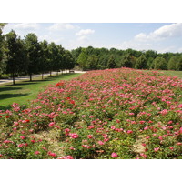 Picture France Villeneuve La Garenne Parc des Chanteraines 2007-07 7 - Hot Season Parc des Chanteraines