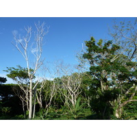 Picture Fiji Nadi to Sigatoka road 2010-05 6 - Street Nadi to Sigatoka road