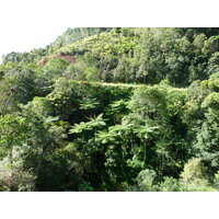 Picture New Caledonia Canala to La Foa road 2010-05 45 - Summer Canala to La Foa road