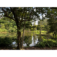 Picture Singapore Singapore Botanic Gardens 2023-01 85 - Spring Singapore Botanic Gardens