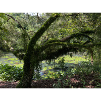 Picture Singapore Singapore Botanic Gardens 2023-01 98 - Lakes Singapore Botanic Gardens